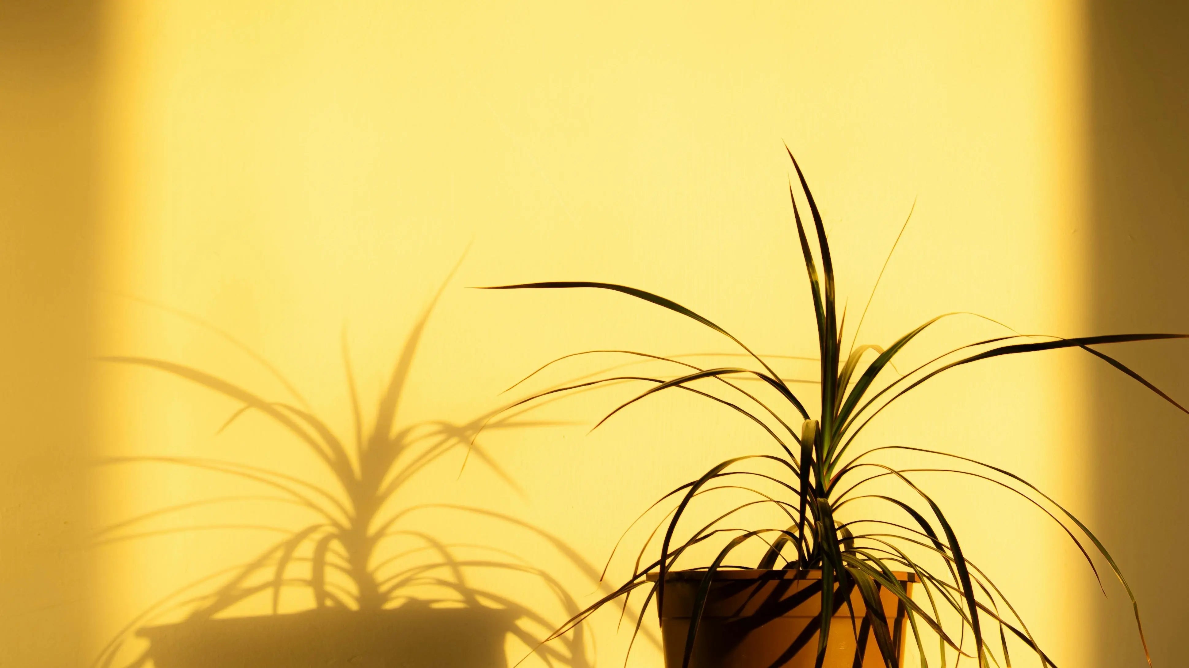 What Exactly is Vitamin D? And Are You Getting Enough? SentroLabs